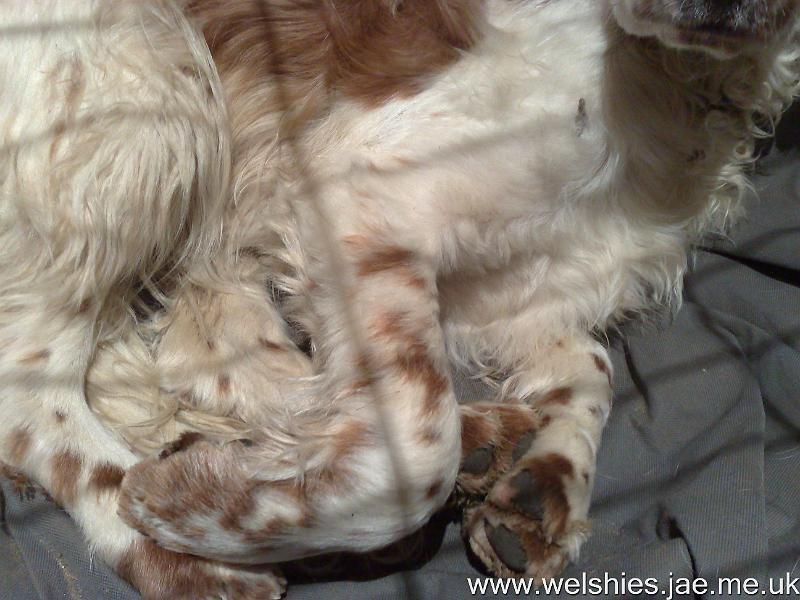 2009-12-10 01.jpg - Zen's leg at 2½ months after the op - fur, but no feathers